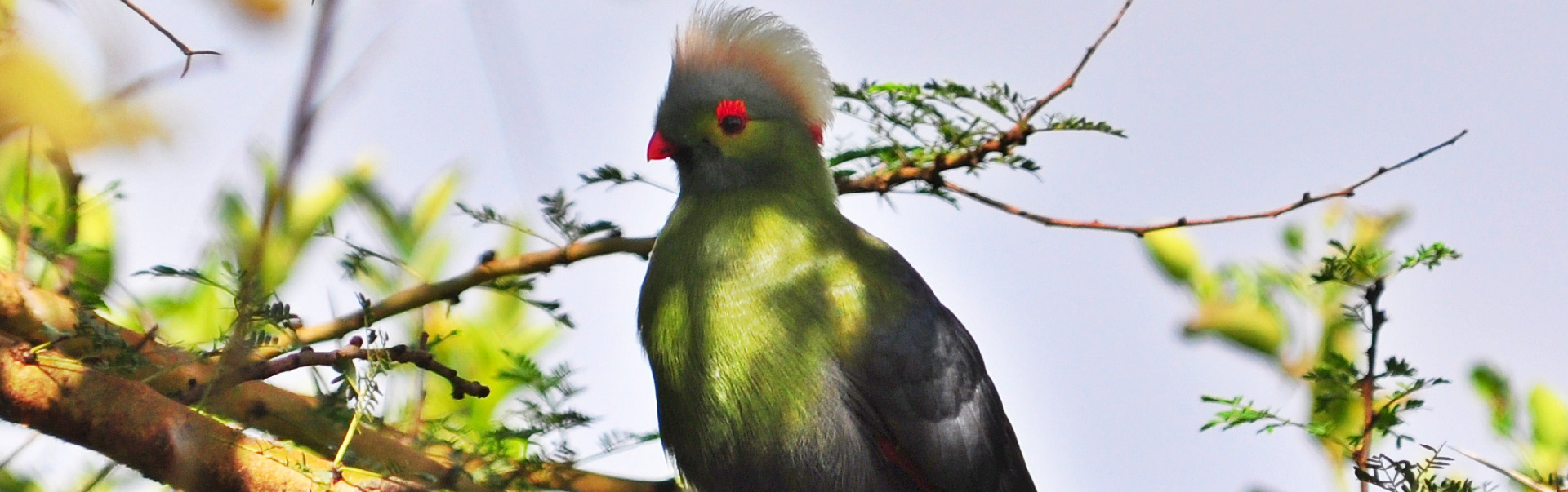 Birding in Ethiopia   